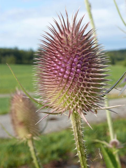 Teasel Plants (Dipsacus fullonum)