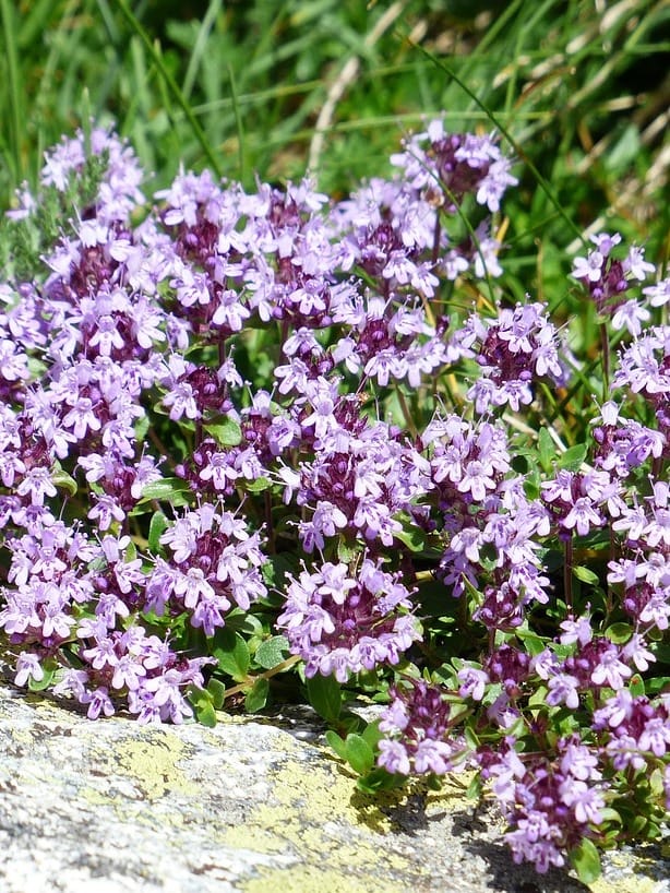 Wild Thyme Plants (Thymus polytrichus)