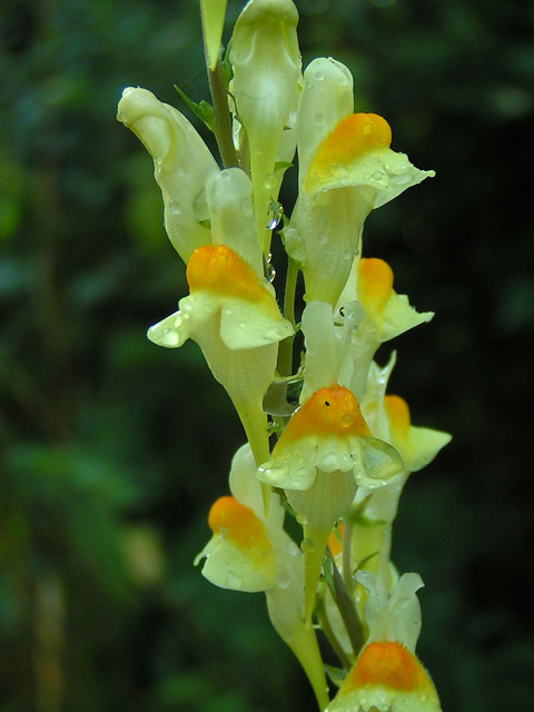 Common Toadflax Plants (Linaria vulgaris)