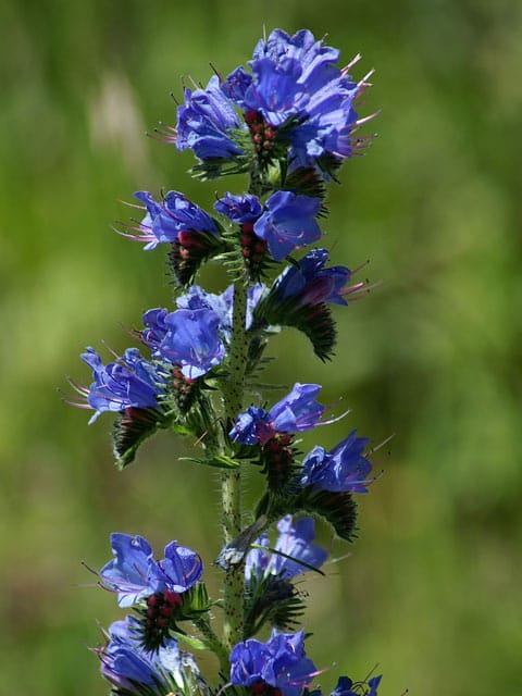 Viper's Bugloss Plants (Echium vulgare)