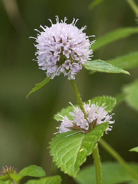 Water Mint Plants (Mentha aquatica)