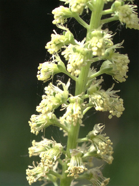 Weld Plants (Reseda luteola)