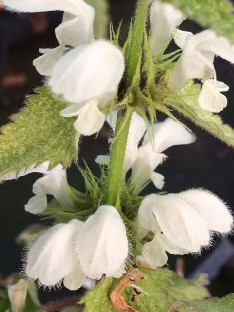 White Deadnettle Plants (Lamium Album)