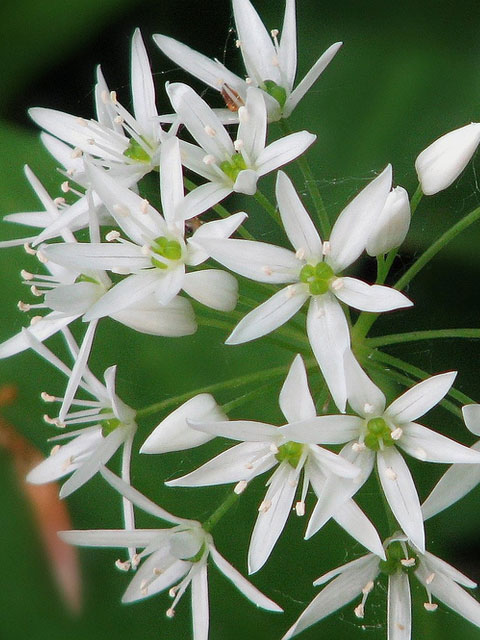 Wild Garlic Seeds (Allium ursinum)