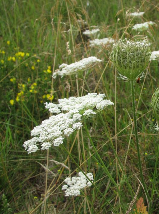 Wild Carrot Plants (Daucus carota)