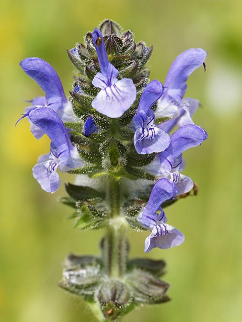 Clary Plants (Salvia verbenaca)