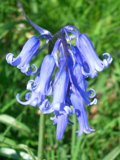 Woodland Wildflower Plant Collection