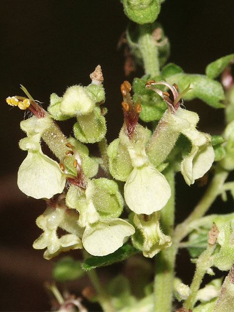 Wood Sage Plants (Teucrium scorodonia)