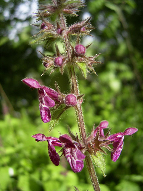 Hedge Woundwort Seeds (Stachys sylvatica)