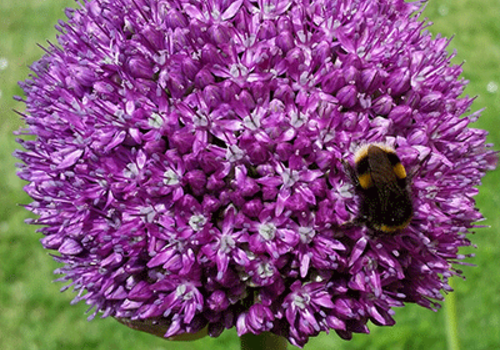 How to Plant Spring Bulbs