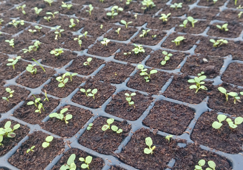 Wildflower Plug Plants What To Expect