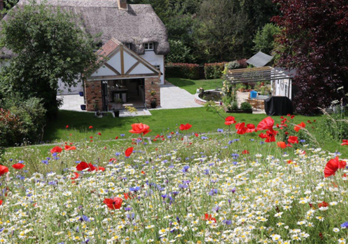 When to sow wildflower seeds