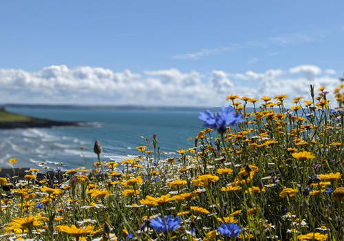 What Wildflowers Can You Plant in April?