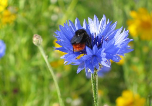 Why are wildflowers important?