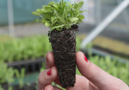 Wildflower Plug Plants