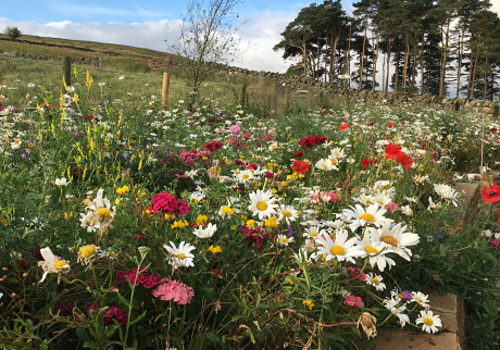 A Guide to Wildflower Turf