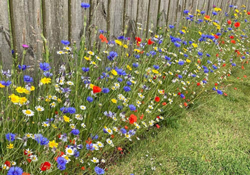 Do I need Wildflower Seeds, Bulbs, our Plug plants