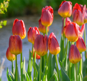 Spring Flower Bulbs