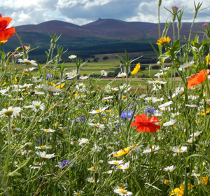 Wildflower Monthly Planner