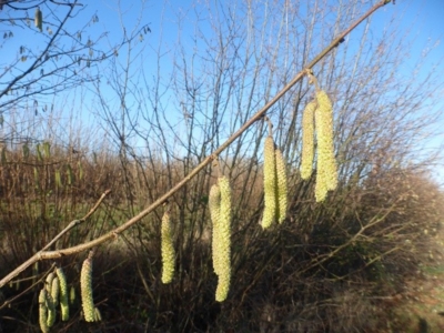 Catkins