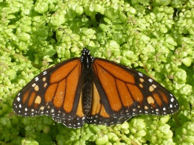 Butterfly, Monarch