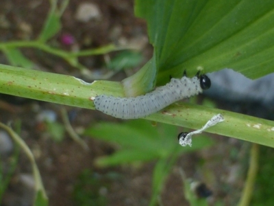 Nature Watch Summer Special!