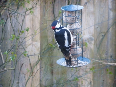 Greater Spotted Woodpecker