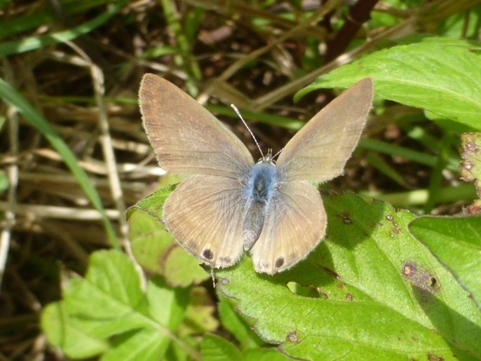 Long-Tailed Blue Butterfly