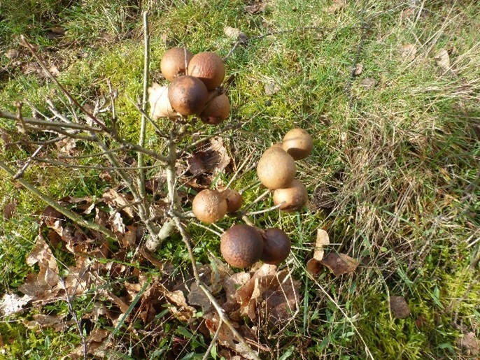 Oak Apples