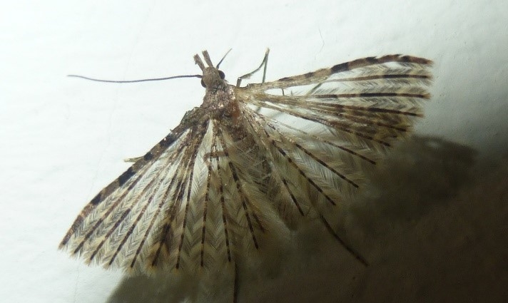 Twenty Plume Moth