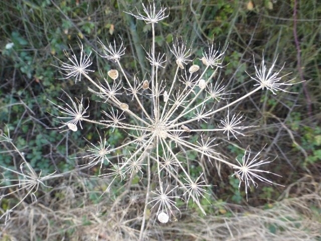 Umbellifer