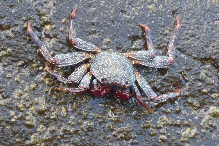 Unidentified Crab