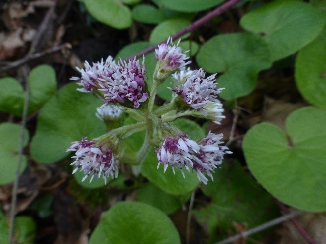 Winter Heliotrope