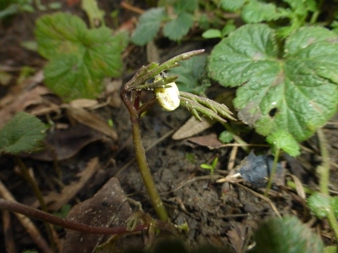 Wood Anemone Flower