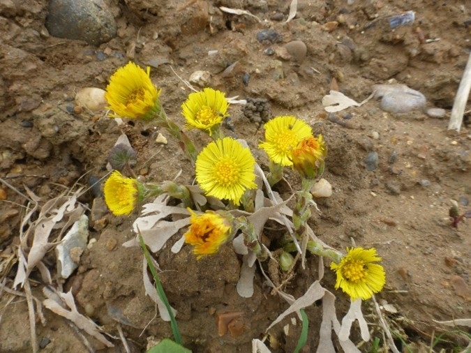 Coltsfoot