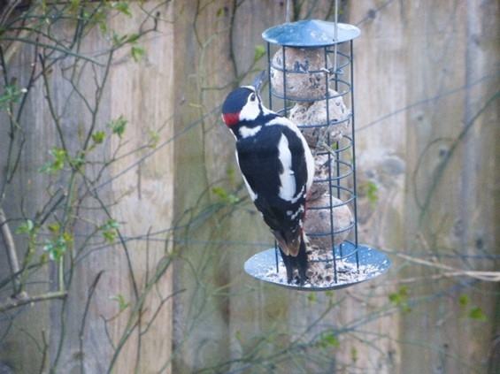 Greater Spotted Woodpecker