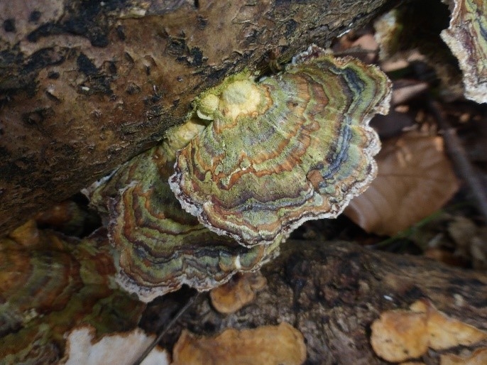 Turkey Tail Bracket Fungus