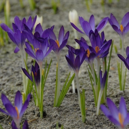 Crocus Bulbs