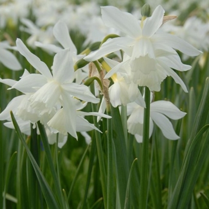 Dwarf daffodil and narcissi bulbs