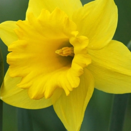 Daffodil Bulbs