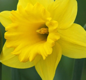 Daffodil Bulbs