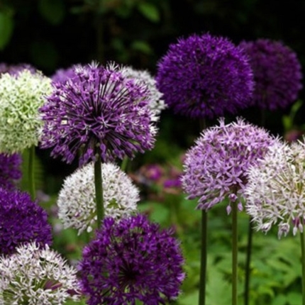 Allium Bulbs