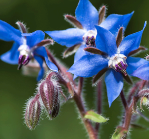 Wildflower Seed Species