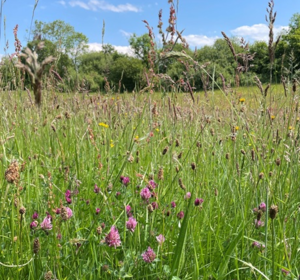 Meadow Grass & Flower Seed