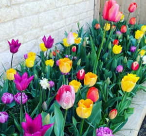 Tulip Bulbs