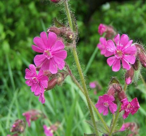 Butterfly and Bee Friendly Plug Plants