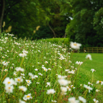 Wildflower Turf