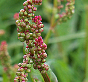 Perennial Wildflower Plug Plants