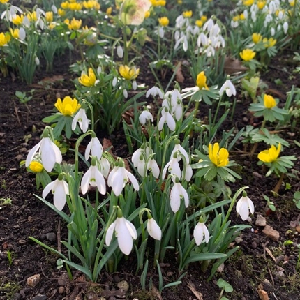 Wildflower Bulbs (Autumn Planted)