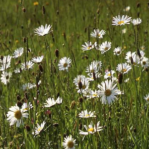 All Wildflower Mixes